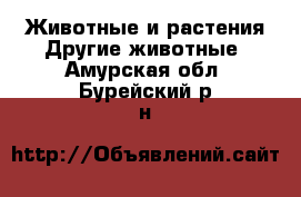 Животные и растения Другие животные. Амурская обл.,Бурейский р-н